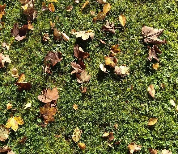 Am Bach ホテル 3*